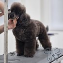 윈애견미용학원 이미지
