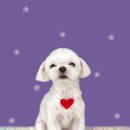 하얀이언니네 이미지