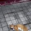 지에스25 속초베스트웨스턴점 이미지