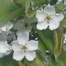 서안농장 이미지