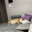 더래나 이미지