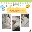 설렘고양이카페 이미지
