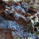 베리쿨메디컬 | 베스킨라빈스 31일 행사 말차다미아, 핑크베리말차, 마법사의비밀레시피 골든애플요거트 후기