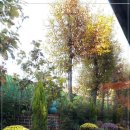 타샤의 정원 이미지