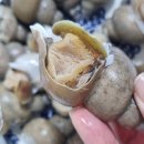 (주)에프에프에프 고고크랩북구점 | [포항 자연산] 자숙홍합+자숙백골뱅이, 바다해푸드