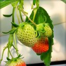 해맞이농장 이미지