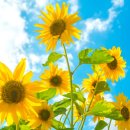 노화해바라기 이미지