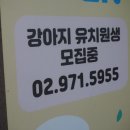 퍼피동물병원 네이버블로그