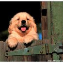 예쁜강아지 이미지