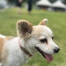 멍멍한상 이미지