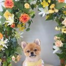 바이그루밍 이미지