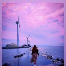 마루애견 이미지