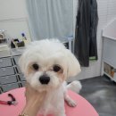 하트애견미용실 이미지