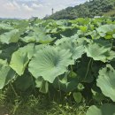 해물천하 조개구이 이미지