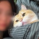 만성카용품크리닉 | 강아지 고양이 귀 청소 훈련 하는 법 (+내돈내산 프루너스 이어크리닉 패드 후기)