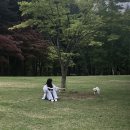 가평아름마루독채애견펜션 | [애견동반] 가평 ⭐️아름마루 독채 애견동반 펜션⭐️ 남이섬, 꼬꼬춘천닭갈비