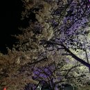 강변석정 | 🌸 2026 전국 벚꽃축제 총정리! 4월 초, 지금 안 가면 놓치는 봄 여행지