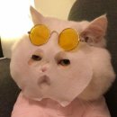 보나피부샵