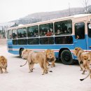 사파리 - 사상구 사상로233번길 10-7 | 사파리
