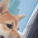 [원주카페] 기업도시 애견운동장이 있는 애견카페, 덕구빼꼼