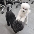 그루밍 펫 뷰티샵 이미지