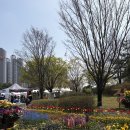 장자호수길 | 데브타임즈 기사 보고 달려간 장자호수공원 '벚꽃마실' 축제, 소소한 후기