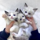 퓨어펫 강아지분양 고양이분양 울산점 이미지