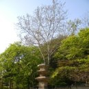 낙성대 3층석탑 이미지