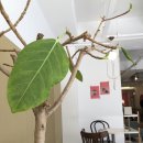 카페코너574 이미지