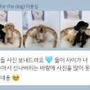 뽀도독(for the dog) 이미지