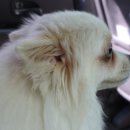 숲속애견랜드 이미지