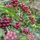 경이로운커피 이미지