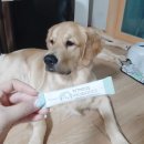 강아지유산균 설사 테스트 해본 펫모이스 후기