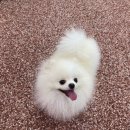 푸르티아 이미지
