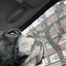 서울댕입구 이미지