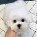 희망애견미용실 이미지