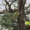 캬바레 십자군 이미지