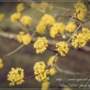 삼미식당 이미지