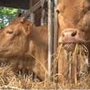 월정축산 이미지