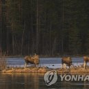 말콘
