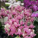 새만금꽃화원 이미지