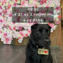 멍빨 | 3월 2주차 주말 일상-LG 코드제로 전문 기사 설치 후기, 강아지 셀프 목욕