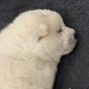 멍피스 | 광주 유기견 입양 센터 피스멍멍 방문기 (사지말고 입양해요)