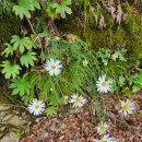 전산옥민박 이미지