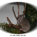 코알라 이미지