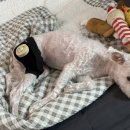 pet38라6637 | 내돈내산 마요펫 중저주파 강아지 EMS 마사지, 강아지 슬개골 수술없이 4개월 사용후기