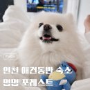 오늘도, 멍멍 | 강화도 멍멍 포레스트 후기 - 바다 보이는 애견동반 숙소 ૮⁔•︡ ᴥ •︠⁔ა⊹܀☆