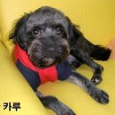 카루 이미지