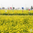 삼척 맹방유채꽃축제 2019 이미지