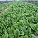 오기농장 이미지